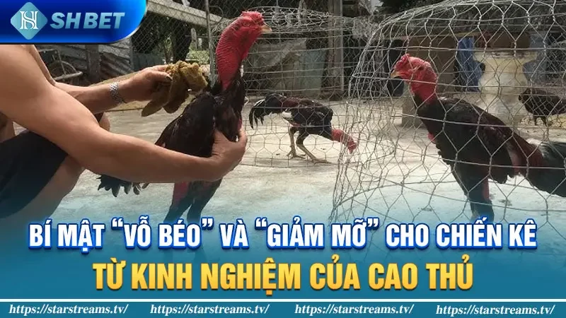 Chạng gà là gì? Bí mật xác định chạng gà trong giới chơi gà 3 Bí mật “Vỗ béo” và “Giảm mỡ” cho chiến kê: Từ kinh nghiệm của cao thủ