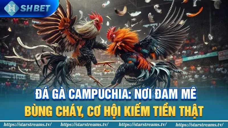 Trải nghiệm đá gà trực tuyến hấp dẫn tại Casino Campuchia 3 Đá gà Campuchia: Nơi đam mê bùng cháy, cơ hội kiếm tiền thật