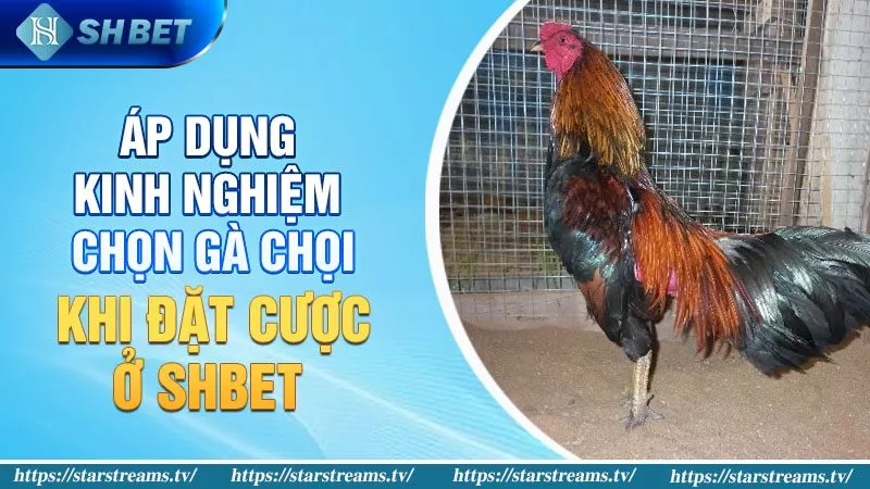 Bật Mí Kinh Nghiệm Chọn Gà Chọi Hay Gia Tăng Tỉ Lệ Thắng 4 Áp dụng kinh nghiệm chọn gà chọi hay khi đặt cược ở SHBET